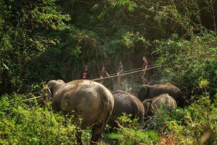 Elephant Sanctuary med thailandsk madlavning i Chiang Mai
