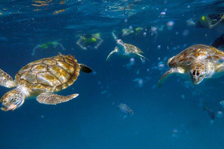 Che’s snorkel catamaran! turtles, wrecks & photos (semi private)