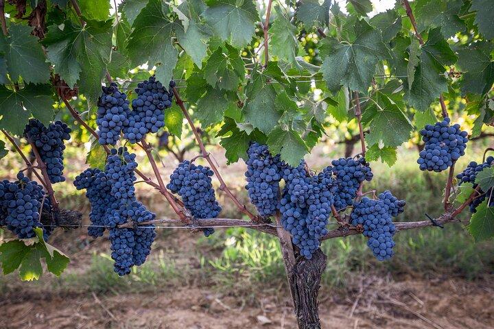Montalcino : Brunello Weinprobe & Weinbergtour