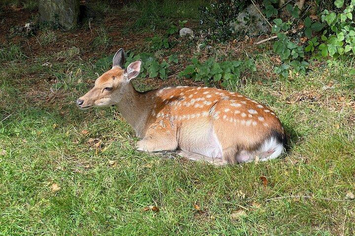 Rejser til Glendalough og Wicklow Mountains