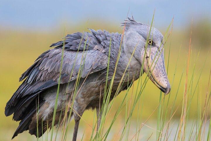 Visite d'observation d'oiseaux en bec-de-chaussures à Entebbe 1 jour