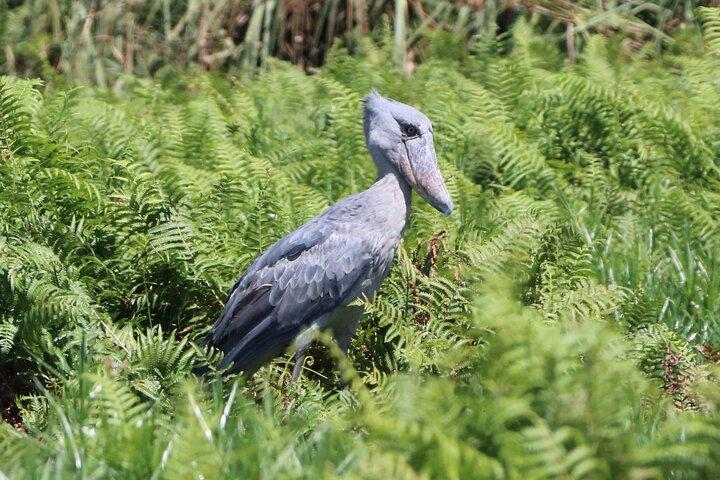 Visite d'observation d'oiseaux en bec-de-chaussures à Entebbe 1 jour