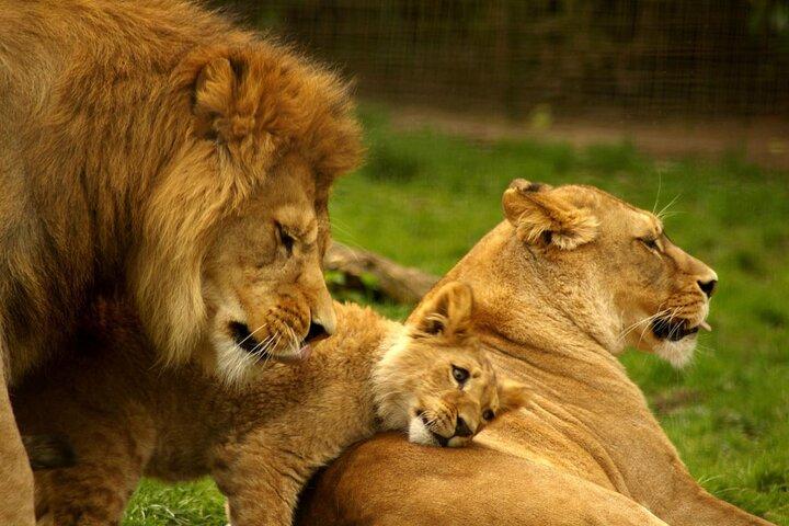 4Day Kruger National Park and Panorama Adventure Johannesburg