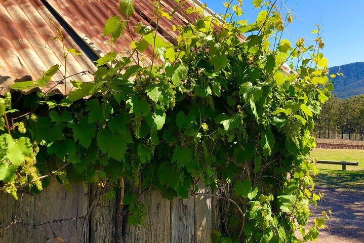 Sydney : Private Hunter Valley Wine Tasting Luxe Tour (10h)