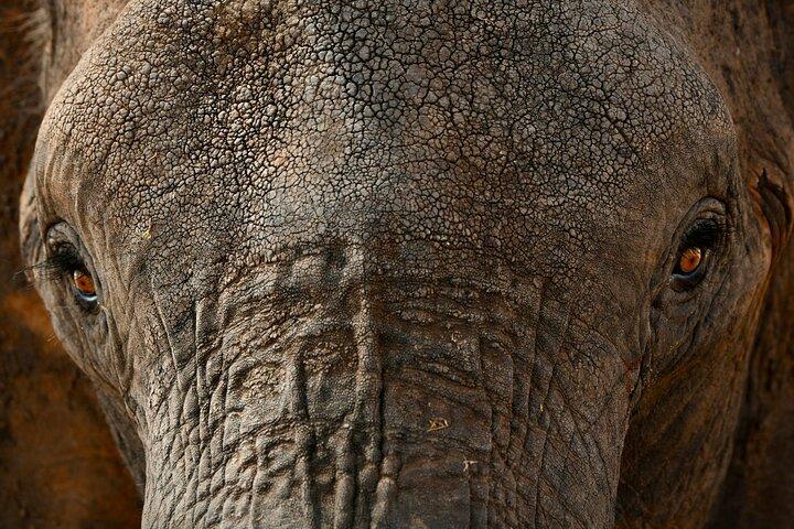 Dagstur Tarangire nationalpark