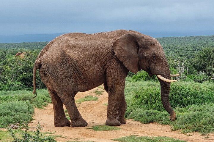 Volledige dag Addo Elephant National Park