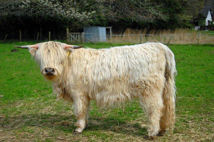 De Edimburgo: Glenfinnan, Highlands e Hairy Coos