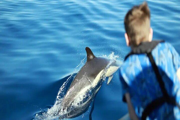 Safari marino Delfines en su hábitat natural