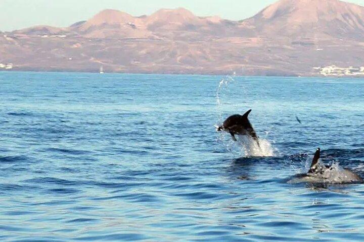 Safari marino Delfines en su hábitat natural