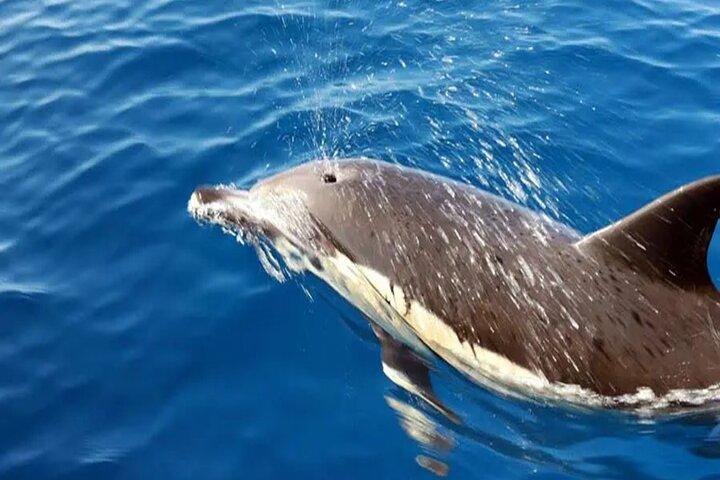 Safari marino Delfines en su hábitat natural