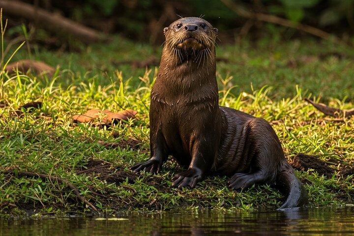 6 - Excursão guiada à selva com tudo incluído de Iquitos