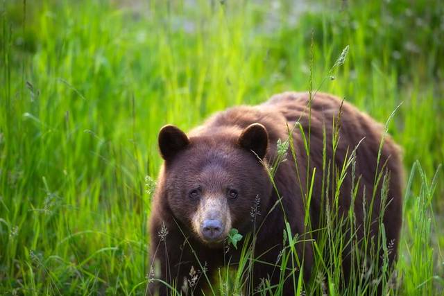 Black Bears