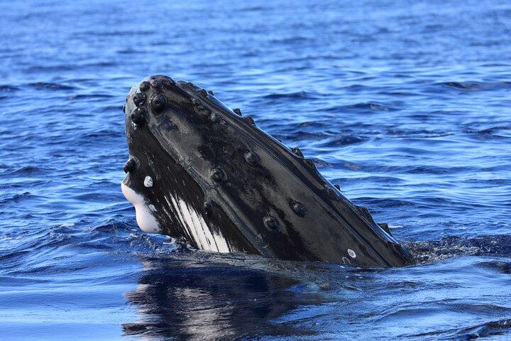 Whale Watch Escursione dalla Big Island