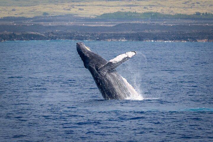 Whale Watch Escursione dalla Big Island
