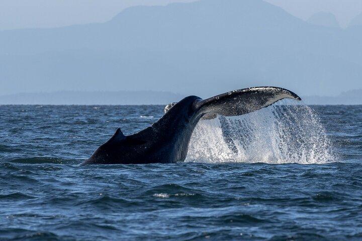 Besøg Nanaimo Private Whale Watching
