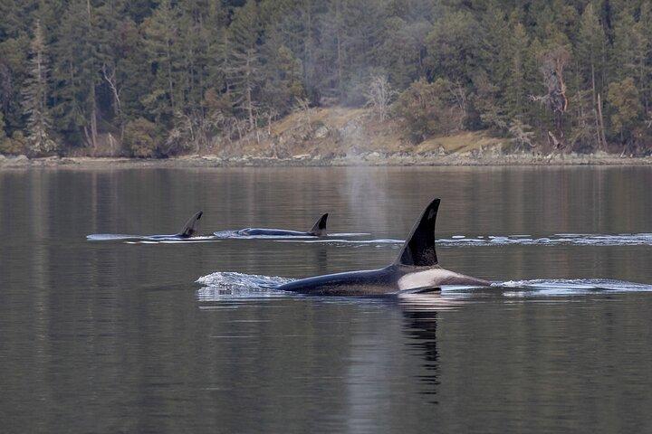 Private Walbeobachtung Nanaimo mit offenem Boot