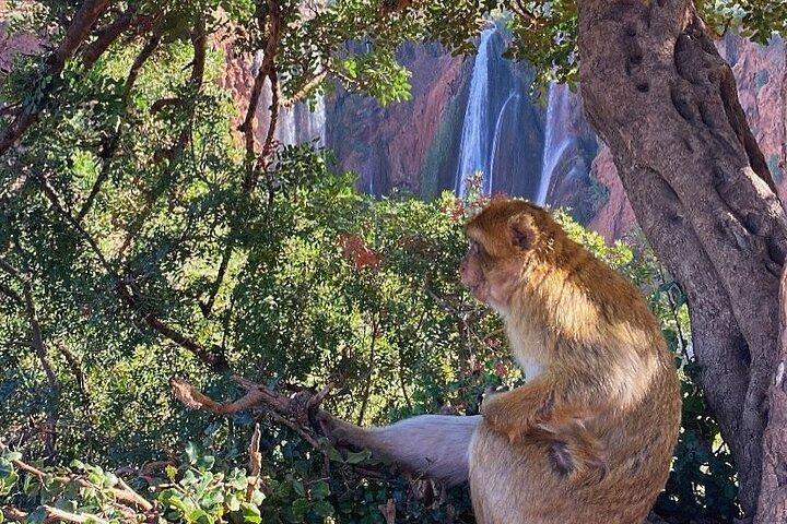 From Marrakech: Day trip to Ouzoud waterfalls and boat tour