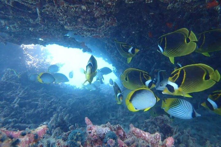 Ile aux Cerfs 5 eilanden per privé speedboot Shandrani meal Hotel