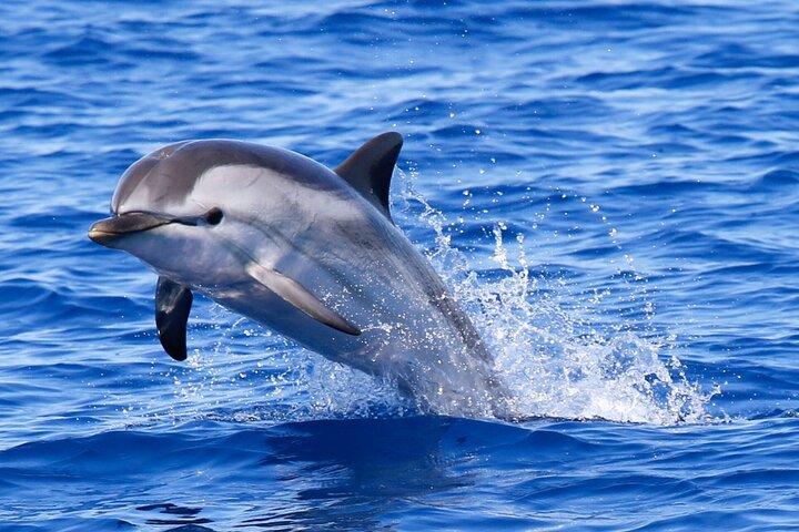 Ile aux Cerfs 5 eilanden per privé speedboot Shandrani meal Hotel