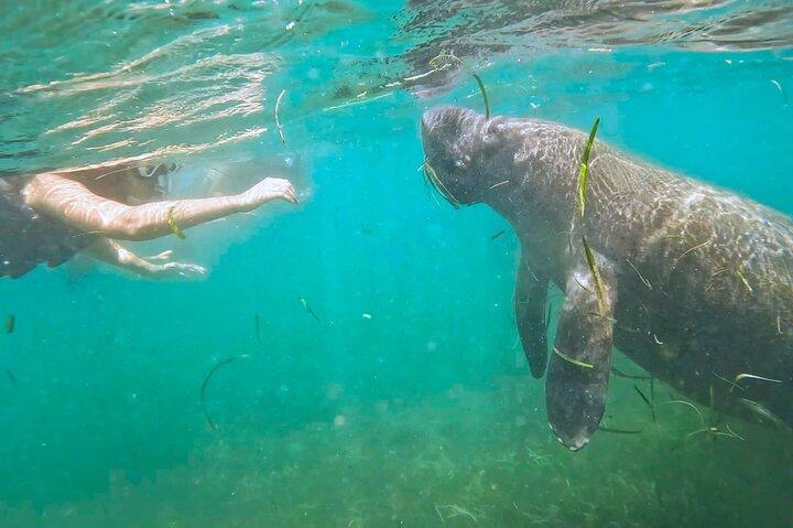 San Juan Snorkel con Tortugas y Manatí; Video y Ron Gratis!