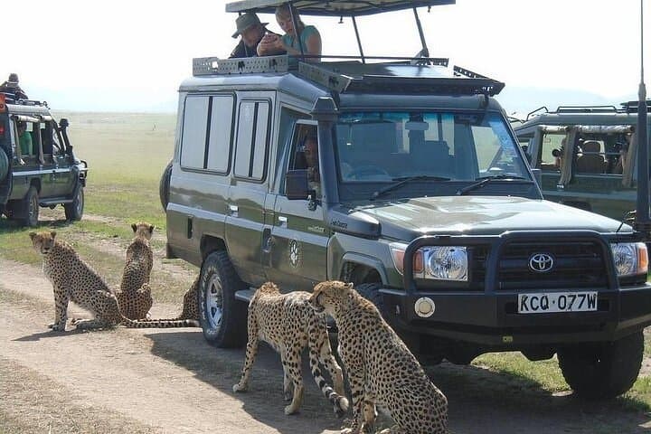 5 Days Masai Mara and Lake Nakuru Lodge Safari