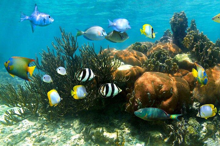 Turtle and Reef Sanctuary Snorkeling