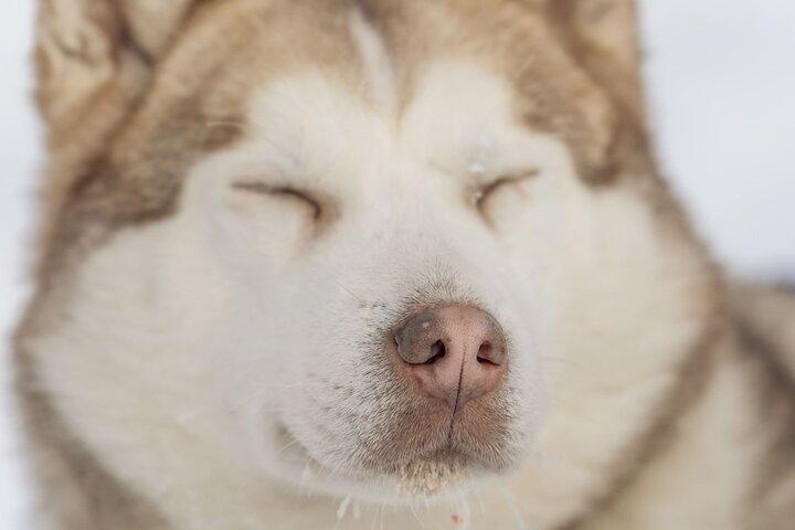 Pesca en hielo y Husky