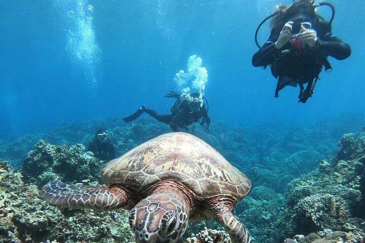 Red Sea Scuba Diving Adventure from Hurghada with Lunch &Transfer