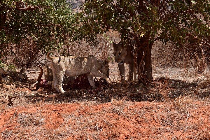 2 dias 1 noite Safari Tsavo