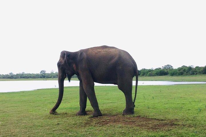Udawalawe National Park Private Jeep Safari Elephants