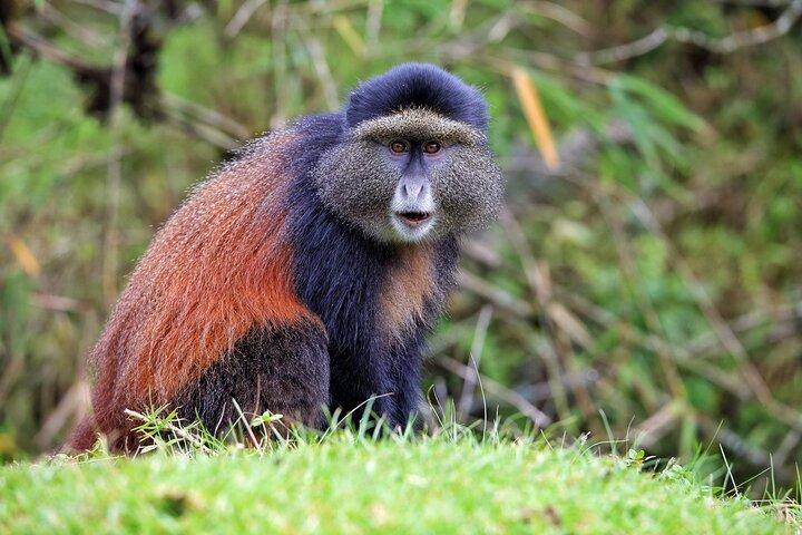 1 Tag Golden Monkey Trekking im Vulkan-Nationalpark