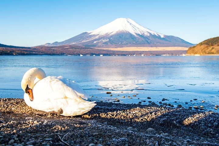 Tokyo: Mount Fuji One Day Trip Lake Kawaguchi & Lake Yamanaka
