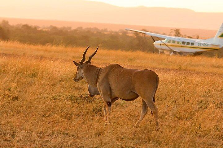 11 dage af Safari og Sun Tanzanias Nationalparker og Zanzibar