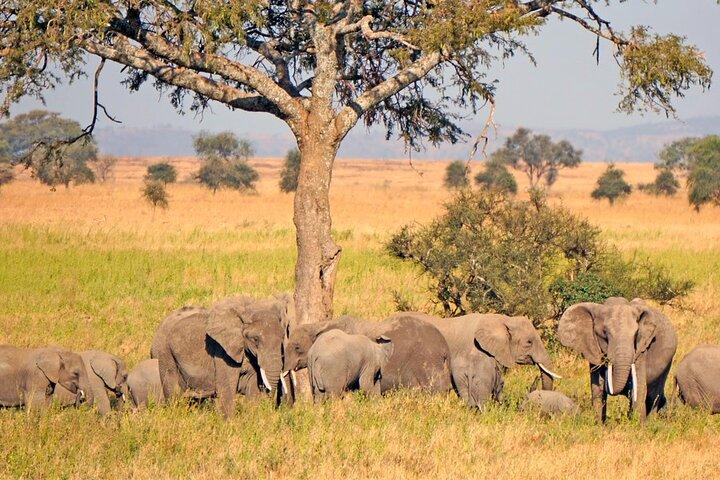 11 dage af Safari og Sun Tanzanias Nationalparker og Zanzibar