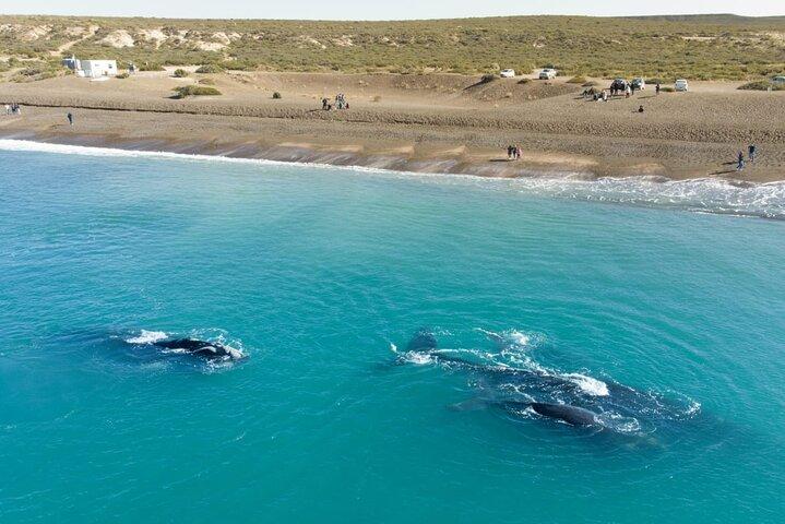 El Doradillo Whale Watching Half-Day Tour from Puerto Madryn