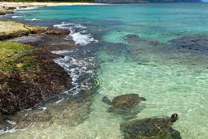 Oahu North Shore Fun: Waimea Waterfall & Turtle Snorkeling