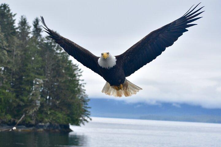 Ketchikan Ultimate Whale Watching, Wildlife & Wildnis Dining