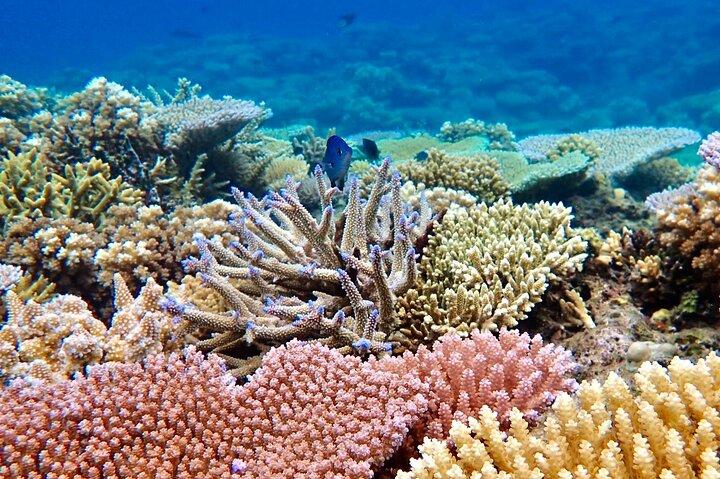 Fidschis beste Delfintour und Schnorchelabenteuer