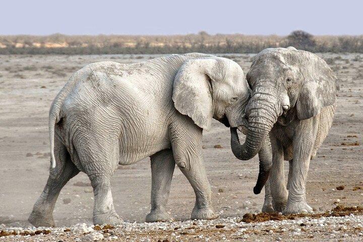 Etosha NP & Swakopmund Safari 4 dagen / 3 nachten (Camping)