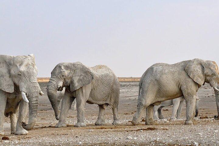 Etosha NP & Swakopmund Safari 4 dagen / 3 nachten (Camping)