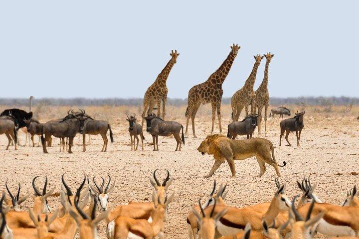 Etosha NP & Swakopmund Safari 4 dagen / 3 nachten (Camping)