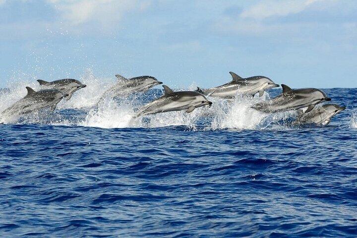 Nyd en vidunderlig Dolphin Photo Session med Transfer - Hurghada