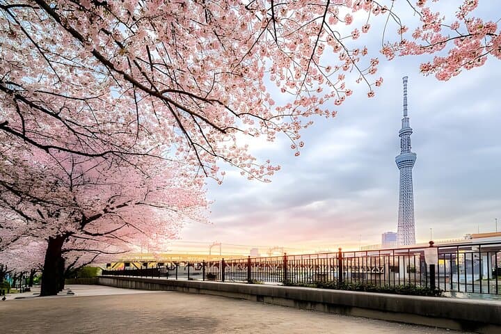 Best of Tokyo Private Tour English Driver &Customizable Itinerary