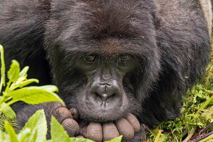 4 dages Akagera Safari og Gorilla Trekking ved vulkanerne Nat Park