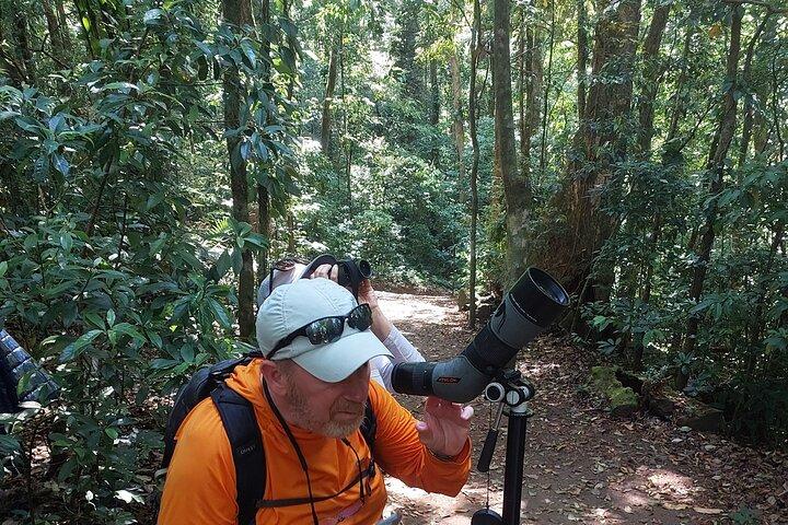 モンテベルデの雲霧林での自然史散策