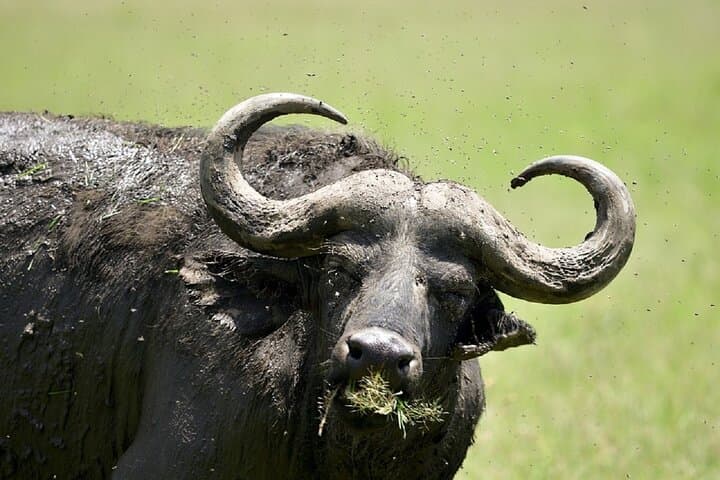 2 Days Amboseli Safari Adventure from Nairobi Classic Game Drives