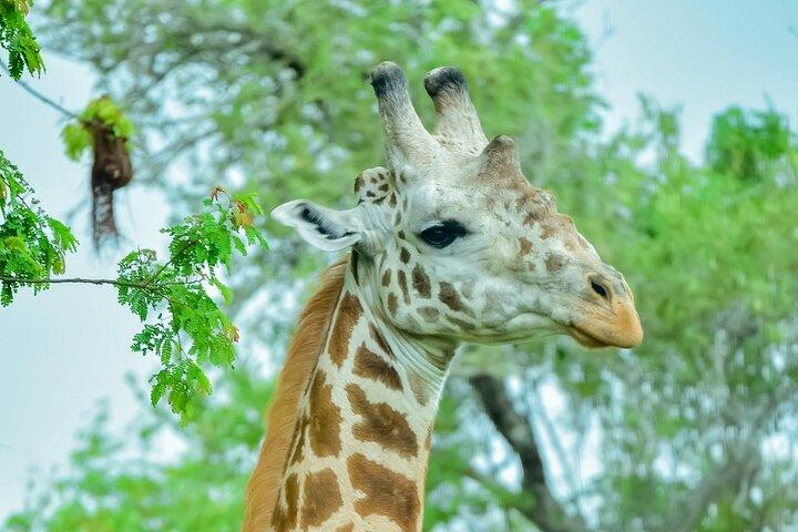 2 Tage Akagera Nationalpark Safari