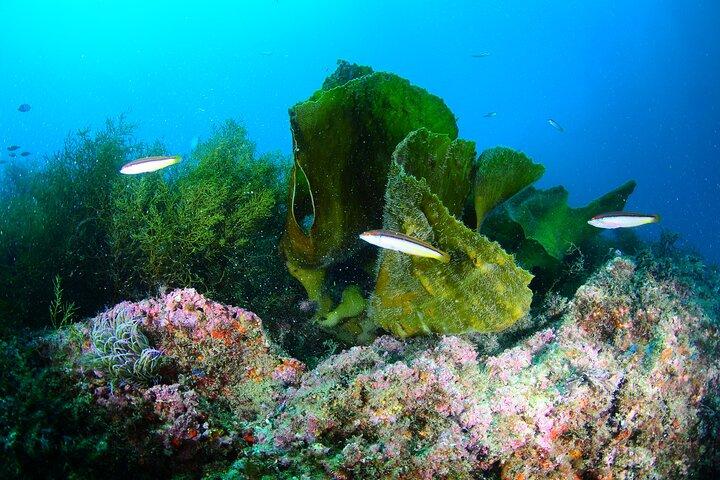 Bautismo de Buceo en el Mar en Sesimbra