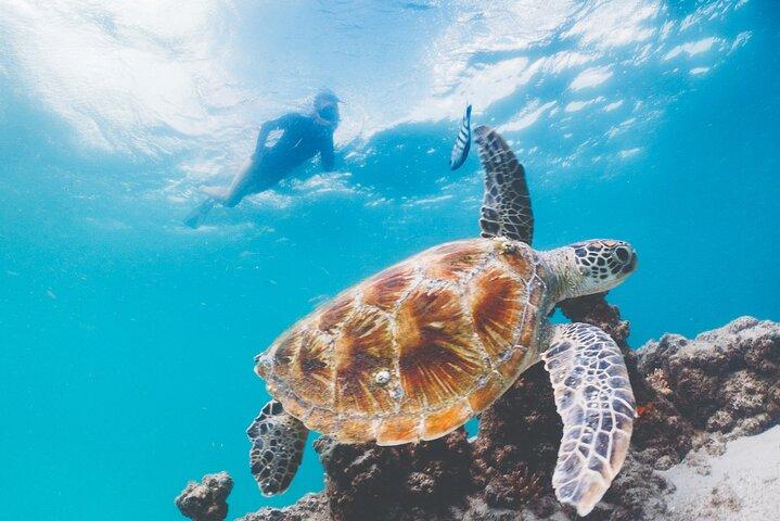 Aventure Moreton Island Scuba Dive Tour