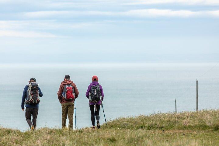 Halvdags Godley Head Scenic Drive & Guided Walk (Kystudflugt)